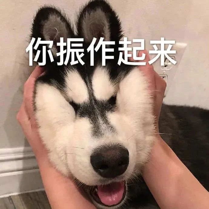 可爱哈士奇被捏脸,配文“你振作起来”的搞笑表情包 表情包|狗听了都震惊表情包图片gif动图 - 求表情网,斗图从此不求人!