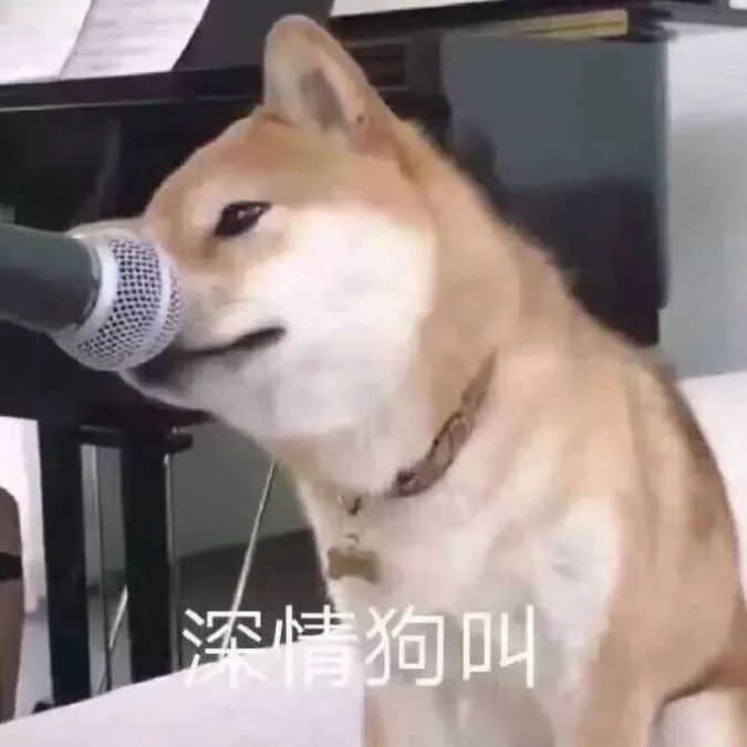 可爱柴犬对着麦克风深情狗叫,萌态十足超有趣 亲亲 | 潮图表情包表情包图片gif动图 - 求表情网,斗图从此不求人!