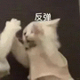 可爱猫咪挥舞爪子,配文“反弹”,超萌超有趣的表情包 热门聊天小表情表情包图片gif动图 - 求表情网,斗图从此不求人!