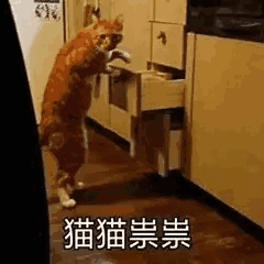 橘猫站立开抽屉超可爱,这只“猫猫祟祟”的样子萌翻了 别问,不行 | 超实用表情包表情包图片gif动图 - 求表情网,斗图从此不求人!