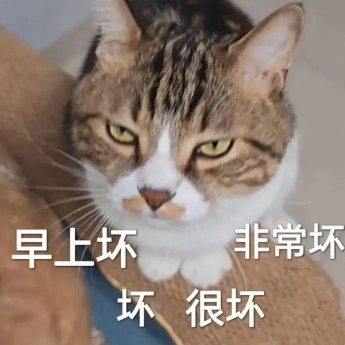 猫咪表情凶狠,配文“早上坏 坏 很坏 非常坏”尽显烦躁 小猫表情包 | 你放屁了? 表情包图片gif动图 - 求表情网,斗图从此不求人!