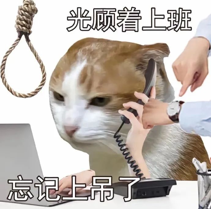 《光顾着上班忘记上吊了》,打工人看了秒懂的搞笑猫咪表情包 专用打工人表情包|发疯版~表情包图片gif动图 - 求表情网,斗图从此不求人!