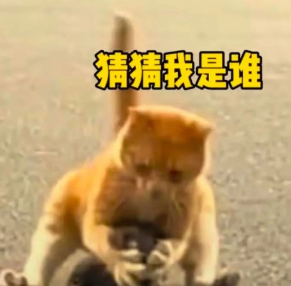 橘猫霸气出手,配文“猜猜我是谁”,搞笑又可爱的表情包 有新欢了呗 不爱了呗 | 潮图表情包表情包图片gif动图 - 求表情网,斗图从此不求人!