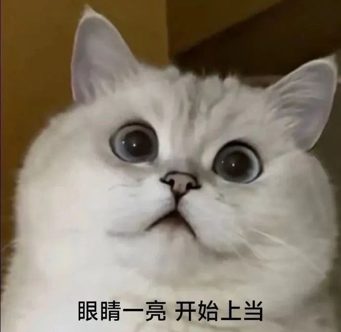 可爱猫咪眼睛一亮，配文“眼睛一亮 开始上当”超有趣 搞怪斗图表情包表情包图片gif动图 - 求表情网,斗图从此不求人!