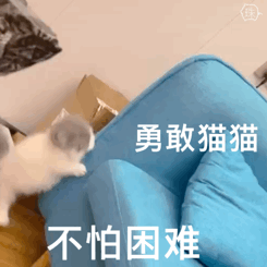 勇敢猫猫不怕困难，可爱小猫努力攀爬的励志模样 超好玩的搞笑有趣表情包表情包图片gif动图 - 求表情网,斗图从此不求人!