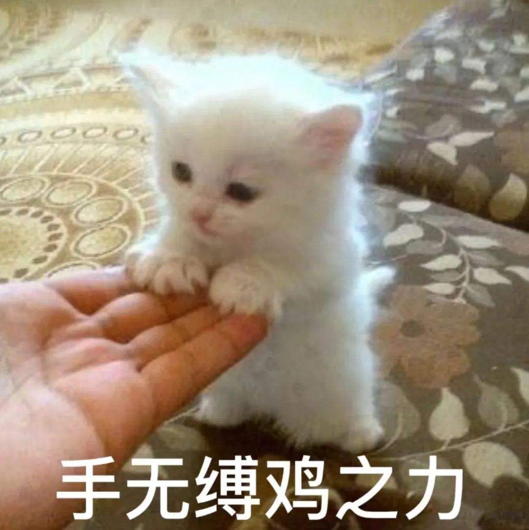 小鸡鸡 