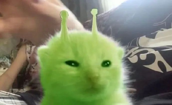 可爱猫咪变身外星喵,头顶天线萌翻众人 在地球刷到了来自外太空的meme表情包 表情包图片gif动图 - 求表情网,斗图从此不求人!