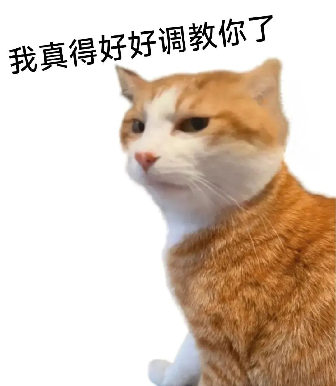 傲娇猫咪放狠话:我真得好好调教你了 表情包|鸭头 眼神是不会骗人的表情包图片gif动图 - 求表情网,斗图从此不求人!