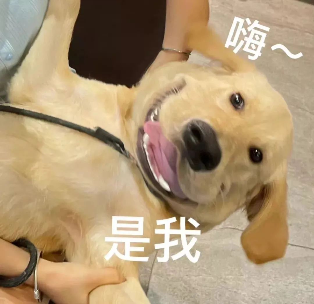 可爱金毛吐舌卖萌,配文“嗨~是我”,超萌打招呼表情包 表情包 丨 靠北表情包图片gif动图 - 求表情网,斗图从此不求人!