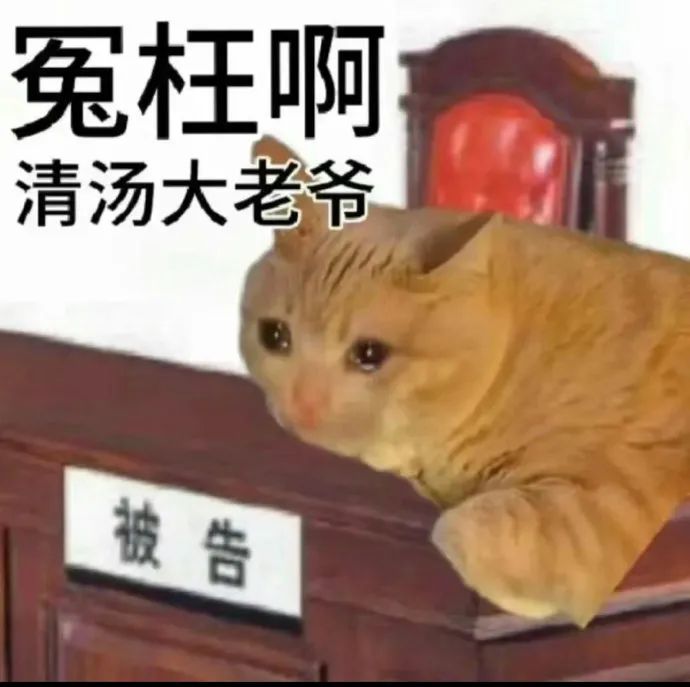 《冤枉啊清汤大老爷》,猫咪趴在被告席上一脸委屈的可爱模样 近期使用频率很高的表情包表情包图片gif动图 - 求表情网,斗图从此不求人!