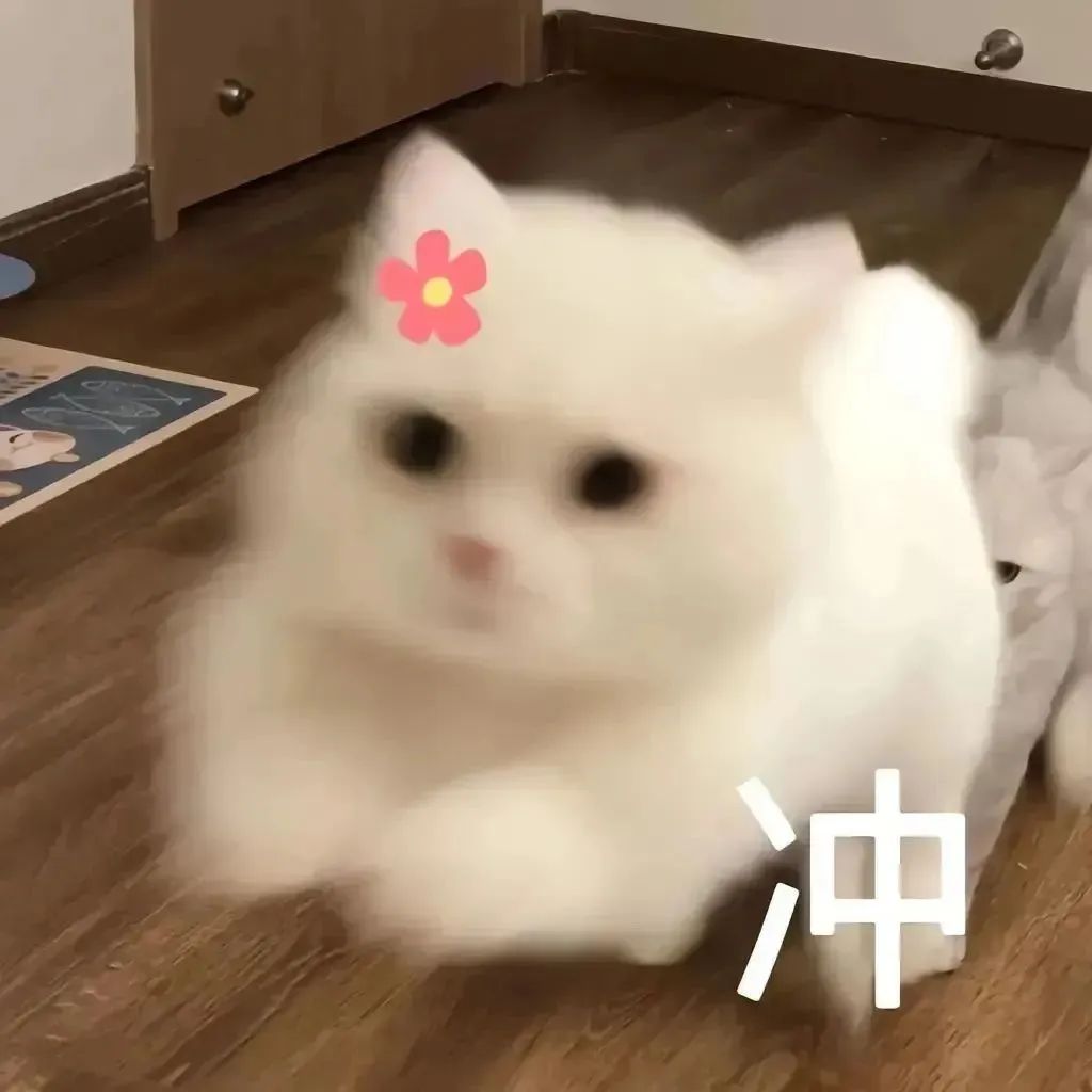 头戴小花的可爱白猫，表情模糊却带“冲”劲的有趣表情包 表情包｜我想刀了你表情包图片gif动图 - 求表情网,斗图从此不求人!