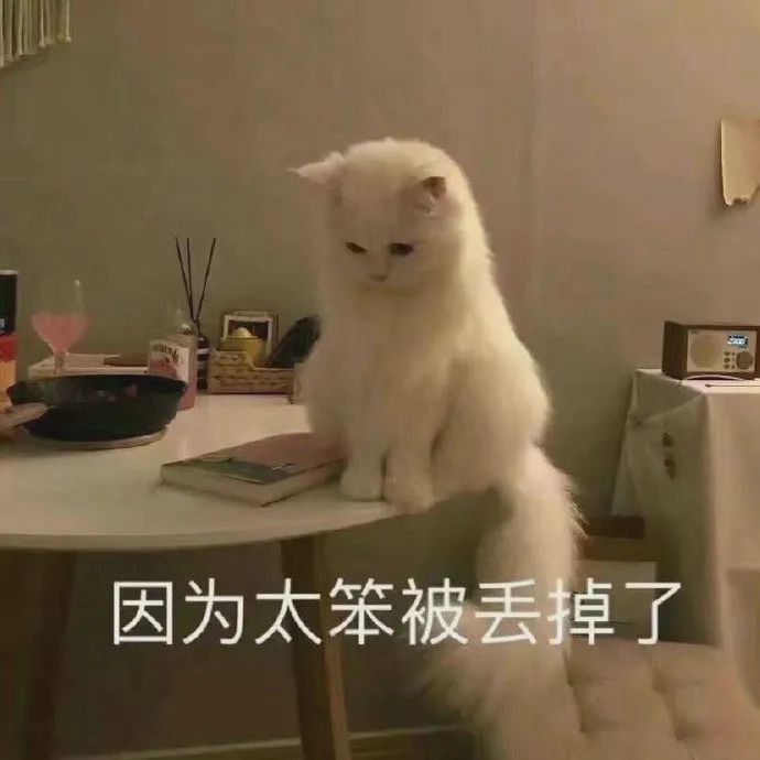 白猫委屈巴巴坐在桌上,配文“因为太笨被丢掉了” 继续,我还受得了 | 个性超赞表情包表情包图片gif动图 - 求表情网,斗图从此不求人!