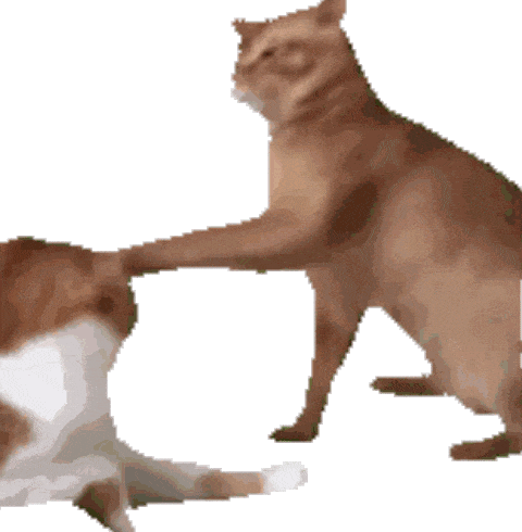 一只猫伸手拍打另一只猫,可爱猫咪互动萌翻啦 猫meme表情包|量大管饱表情包图片gif动图 - 求表情网,斗图从此不求人!