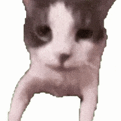 可爱猫咪睁着大眼睛,表情呆萌,萌化人心 猫meme表情包|量大管饱表情包图片gif动图 - 求表情网,斗图从此不求人!