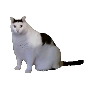 猫meme表情包｜量大管饱相关表情包,表情包专辑 - 求表情网,斗图从此不求人!