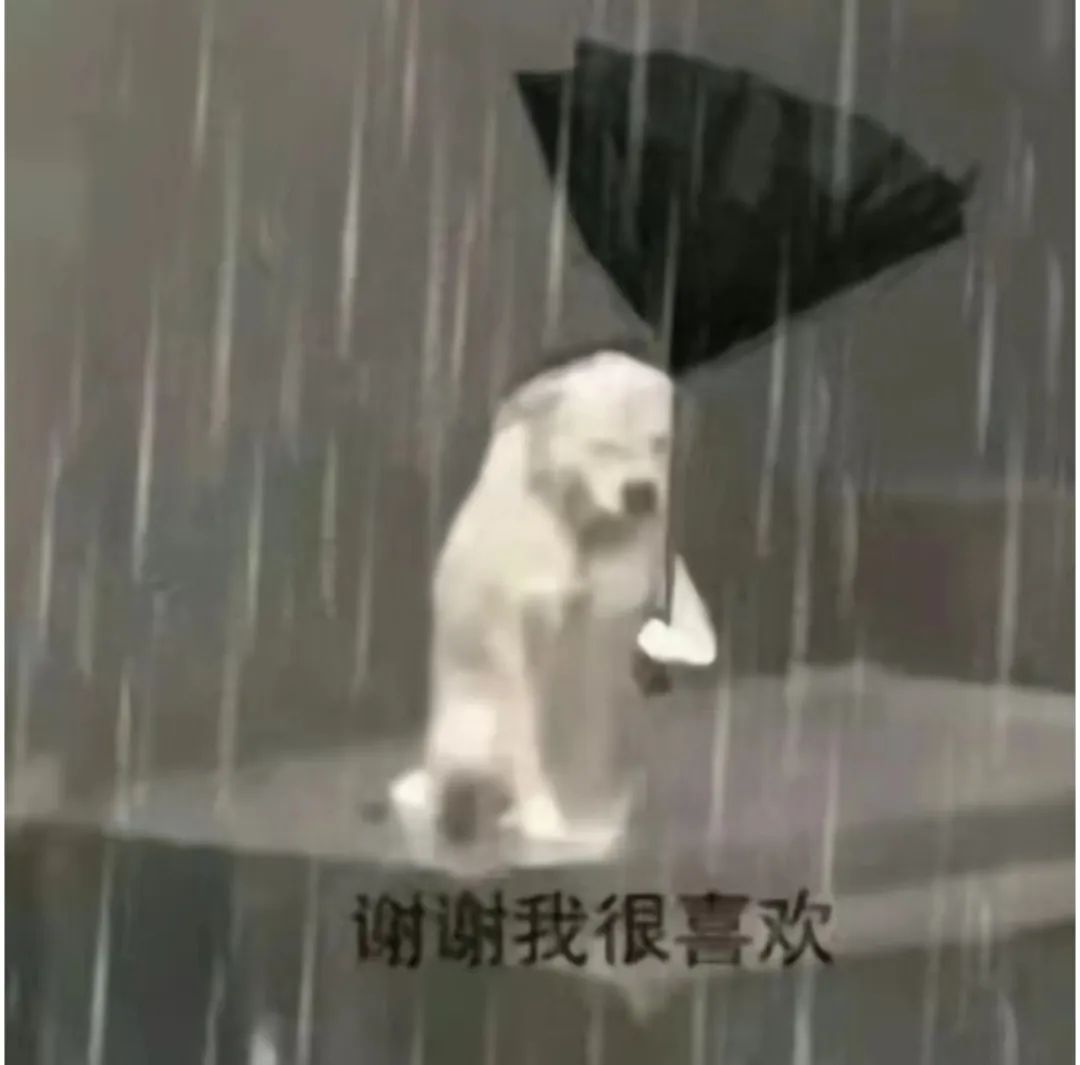雨中撑伞的北极熊,配文“谢谢我很喜欢”,尽显可爱与感激 表情包:好冷 想把手伸进你的钱包表情包图片gif动图 - 求表情网,斗图从此不求人!