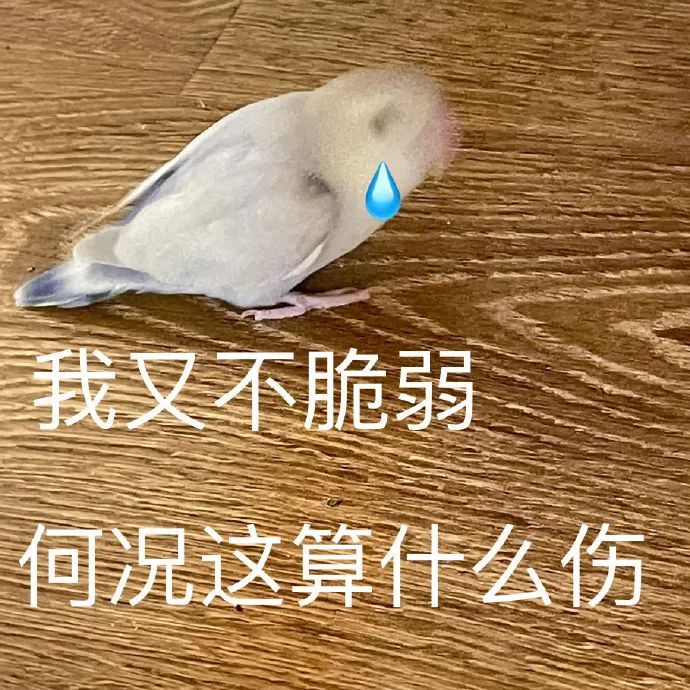 委屈落泪的小鸟，配文“我又不脆弱 何况这算什么伤” 一组鸟鸟表情包表情包图片gif动图 - 求表情网,斗图从此不求人!