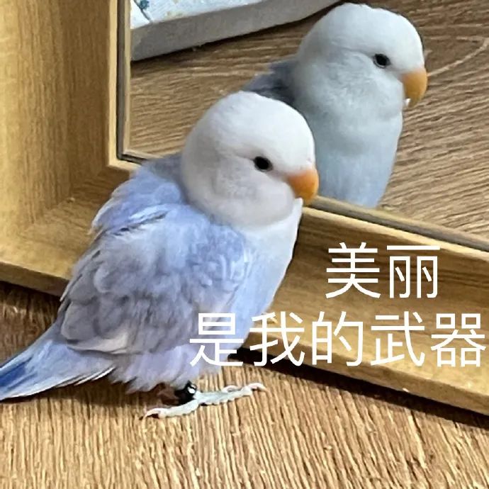可爱鹦鹉照镜子,配文“美丽是我的武器”超萌 一组鸟鸟表情包表情包图片gif动图 - 求表情网,斗图从此不求人!