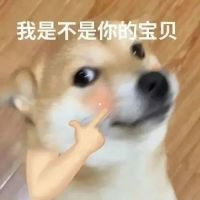 《可爱狗狗被手指戳脸,配文“我是不是你的宝贝”超萌》 实用聊天表情包分享Meme GIF - MemeVerse, Never Lose a ...
