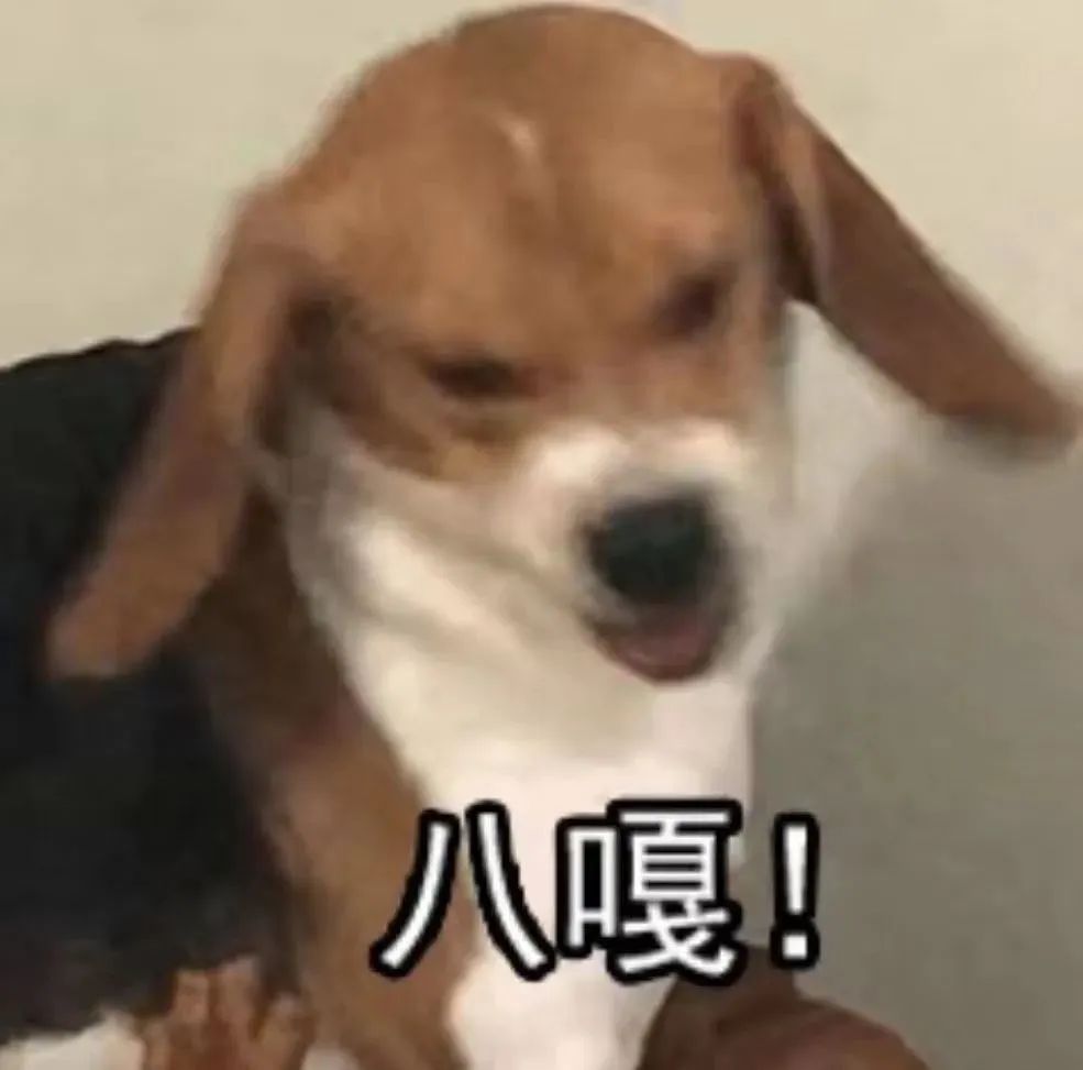 《可爱小狗激动大喊“八嘎”,这表情太逗啦》 表情包|您吃点吧表情包图片gif动图 - 求表情网,斗图从此不求人!