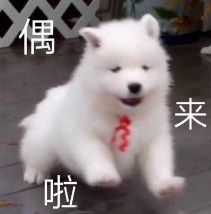 可爱萨摩耶配文“偶来啦”,萌态十足超有喜感 跟对象撒娇表情包表情包图片gif动图 - 求表情网,斗图从此不求人!