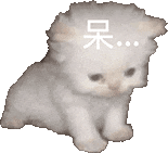 呆萌小猫一脸懵，头顶“呆”字尽显可爱憨态 今天几点开车呀 | 爆赞的表情包！表情包图片gif动图 - 求表情网,斗图从此不求人!