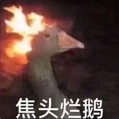 焦头烂鹅的搞笑表情包，鹅头着火尽显滑稽模样 和我聊天就为了偷我表情包是吧！表情包图片gif动图 - 求表情网,斗图从此不求人!