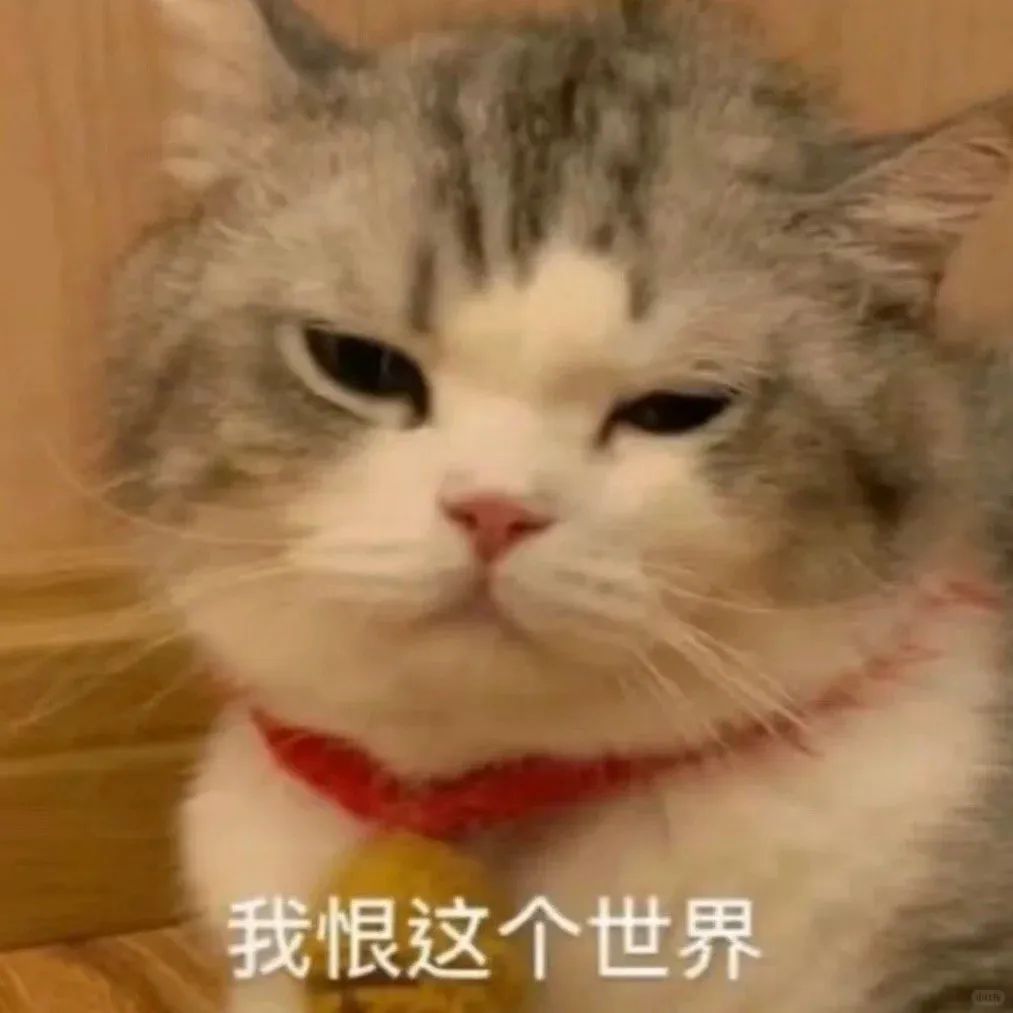 戴着红项圈的猫咪一脸厌世，配文“我恨这个世界” 不想上班表情包｜C上这个B班表情包图片gif动图 - 求表情网,斗图从此不求人!