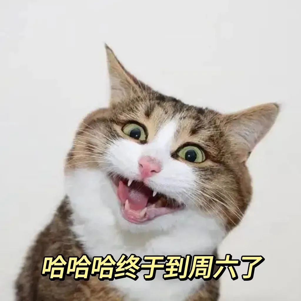 兴奋的猫咪表情包：“哈哈终于到周六了”，开心到表情夸张 不想上班表情包｜C上这个B班表情包图片gif动图 - 求表情网,斗图从此不求人!