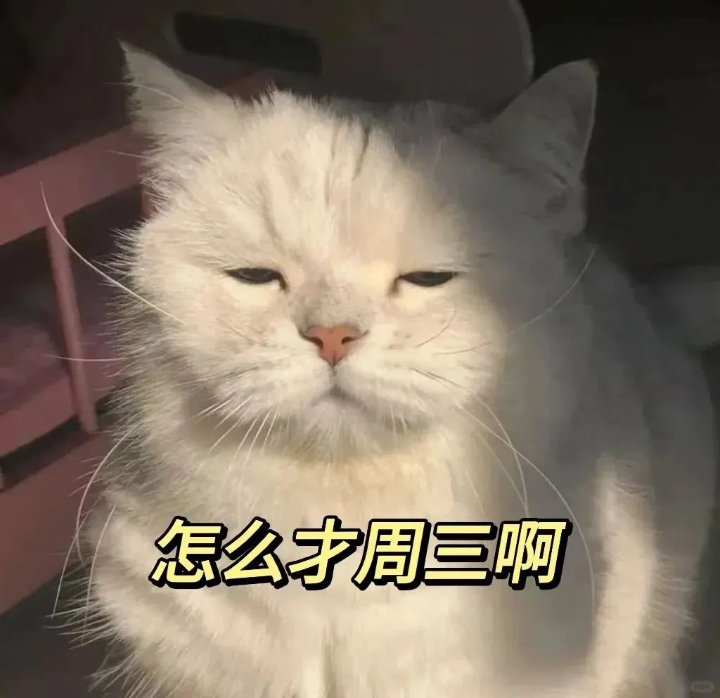 无奈猫咪表情,配文“怎么才周三啊”,尽显打工人的心酸 不想上班表情包|C上这个B班表情包图片gif动图 - 求表情网,斗图从此不求人!