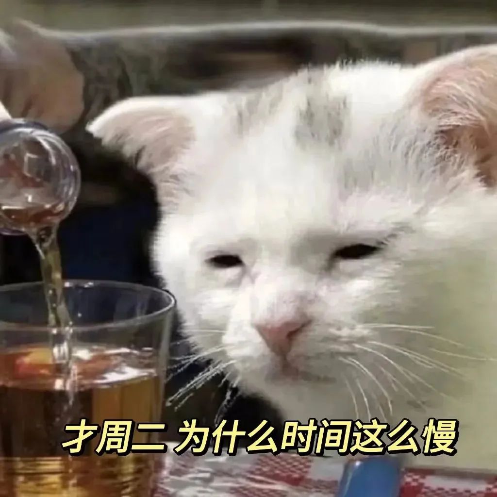 慵懒白猫配文“才周二为什么时间这么慢”,尽显无奈烦躁情绪 不想上班表情包|C上这个B班表情包图片gif动图 - 求表情网,斗图从此不求人!