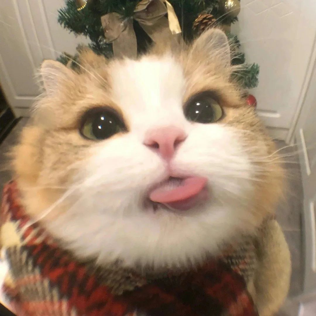 可爱猫咪穿着格子衣吐舌卖萌,背景还有圣诞树超温馨 WeChat/可爱猫咪头像表情包图片gif动图 - 求表情网,斗图从此不求人!