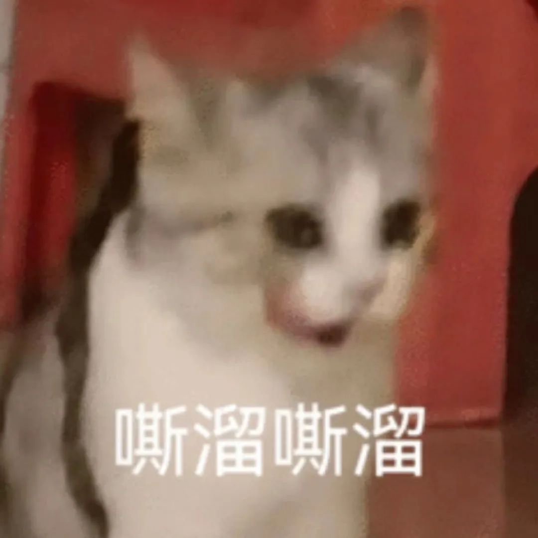 可爱猫咪吐舌做“嘶溜嘶溜”状,萌态十足超有趣 表情包:次奥表情包图片gif动图 - 求表情网,斗图从此不求人!