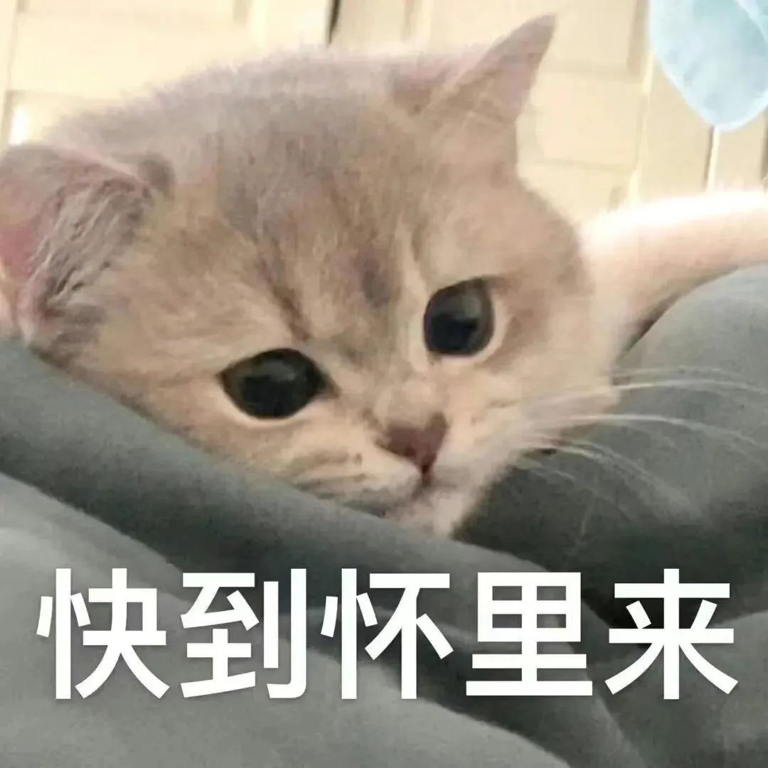 可爱猫咪慵懒躺卧,配文“快到怀里来”的撒娇卖萌表情包 表情包丨小小的老子熬大夜表情包图片gif动图 - 求表情网,斗图从此不求人!