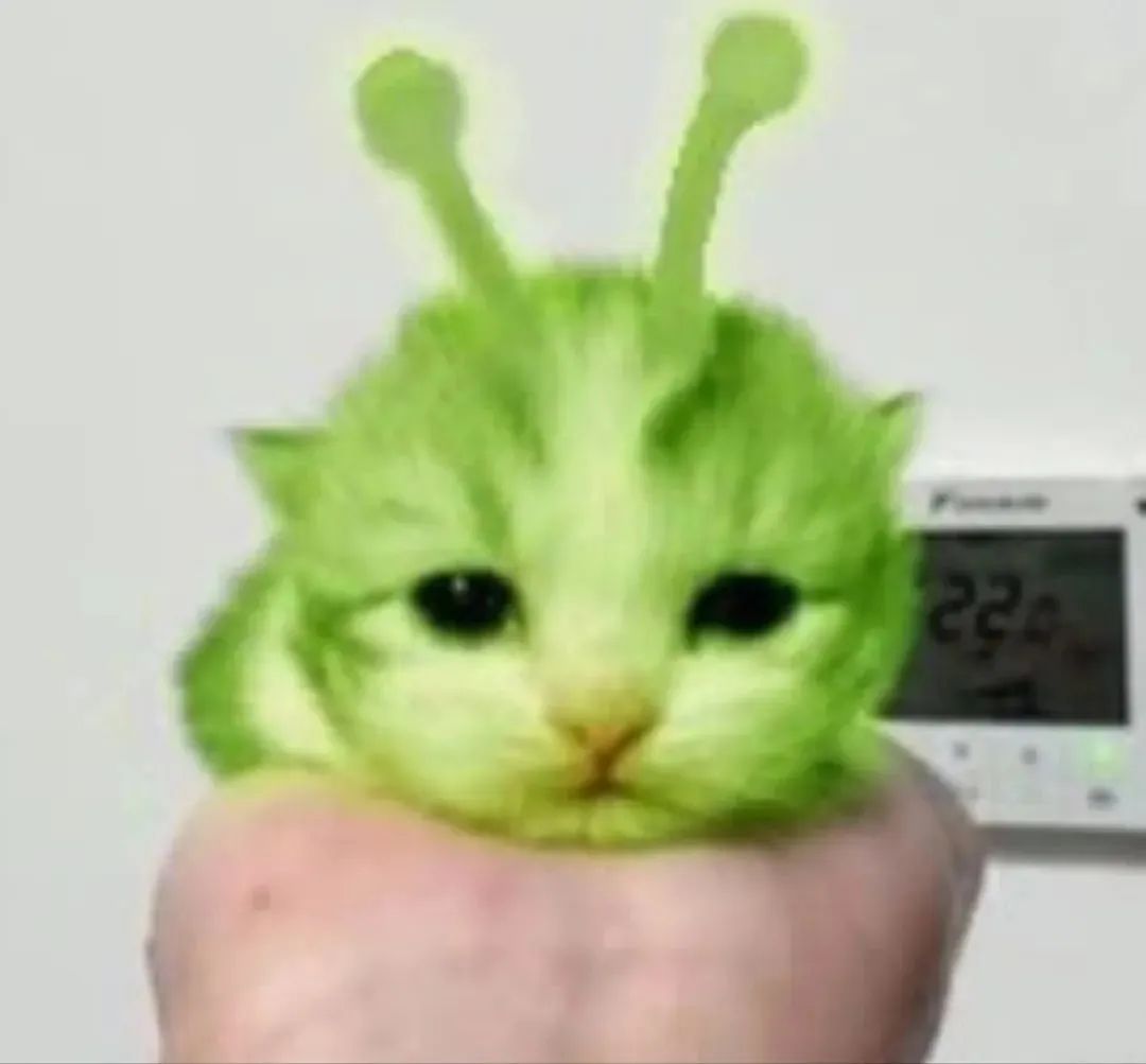 绿色外星猫来袭，呆萌模样可爱爆表 奇奇怪怪的表情包表情包图片gif动图 - 求表情网,斗图从此不求人!