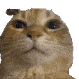 可爱猫咪瞪大眼睛，呆萌模样超级惹人爱 猫meme透明底抽象动态表情包表情包图片gif动图 - 求表情网,斗图从此不求人!