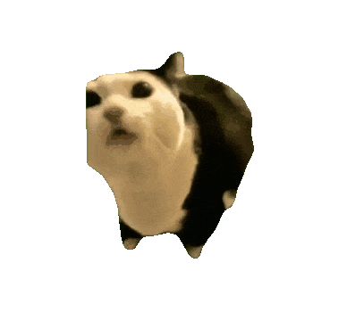 黑白猫咪瞪大眼睛张嘴,一脸惊讶的可爱模样 猫meme透明底抽象动态表情包表情包图片gif动图 - 求表情网,斗图从此不求人!