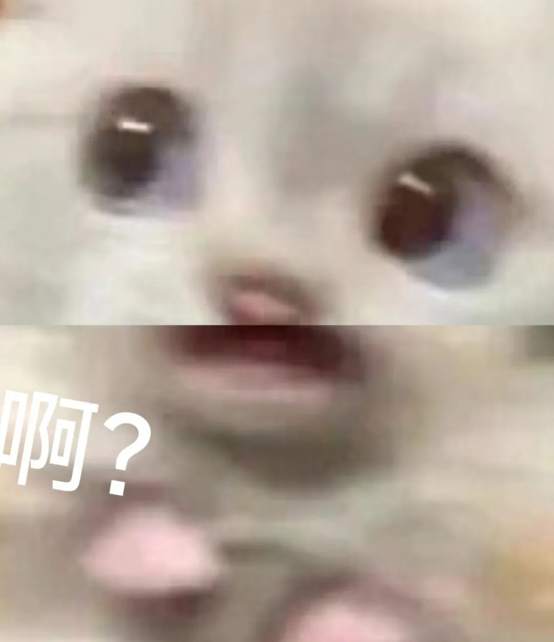 可爱猫咪瞪大眼睛露出惊讶表情,配文“啊?”的呆萌表情包 表情包:looking my eyes表情包图片gif动图 - 求表情网,斗图从此不求人!