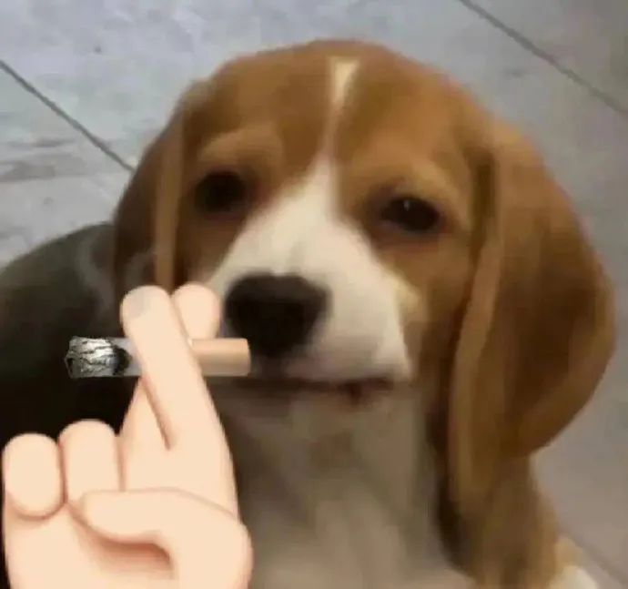 可爱小狗被人用手指夹着烟,表情呆萌超有趣 搞笑幽默抽象表情包 | 禁止握草Meme GIF - MemeVerse, Never Lose a ...