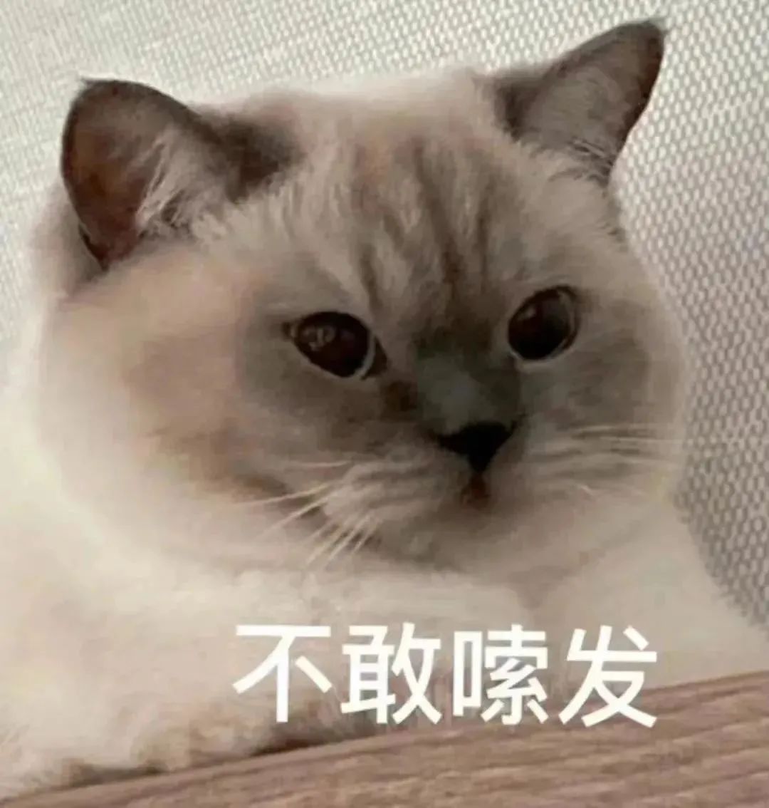 猫咪一脸乖巧模样,配文“不敢嗻发”,尽显可爱又怂萌的神态 表情包|接受知识洗礼表情包图片gif动图 - 求表情网,斗图从此不求人!