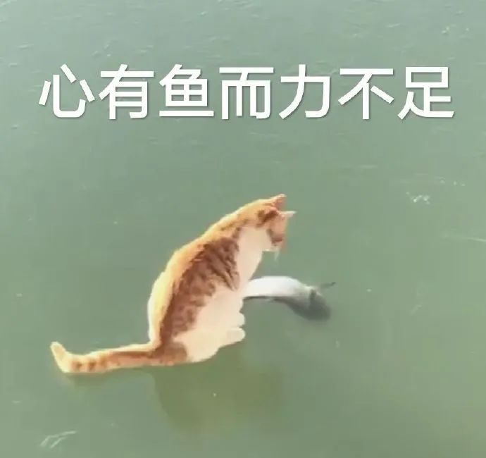 《心有鱼而力不足》猫咪望着近在咫尺的鱼却够不到的无奈画面 包好用的屌丝表情包表情包图片gif动图 - 求表情网,斗图从此不求人!