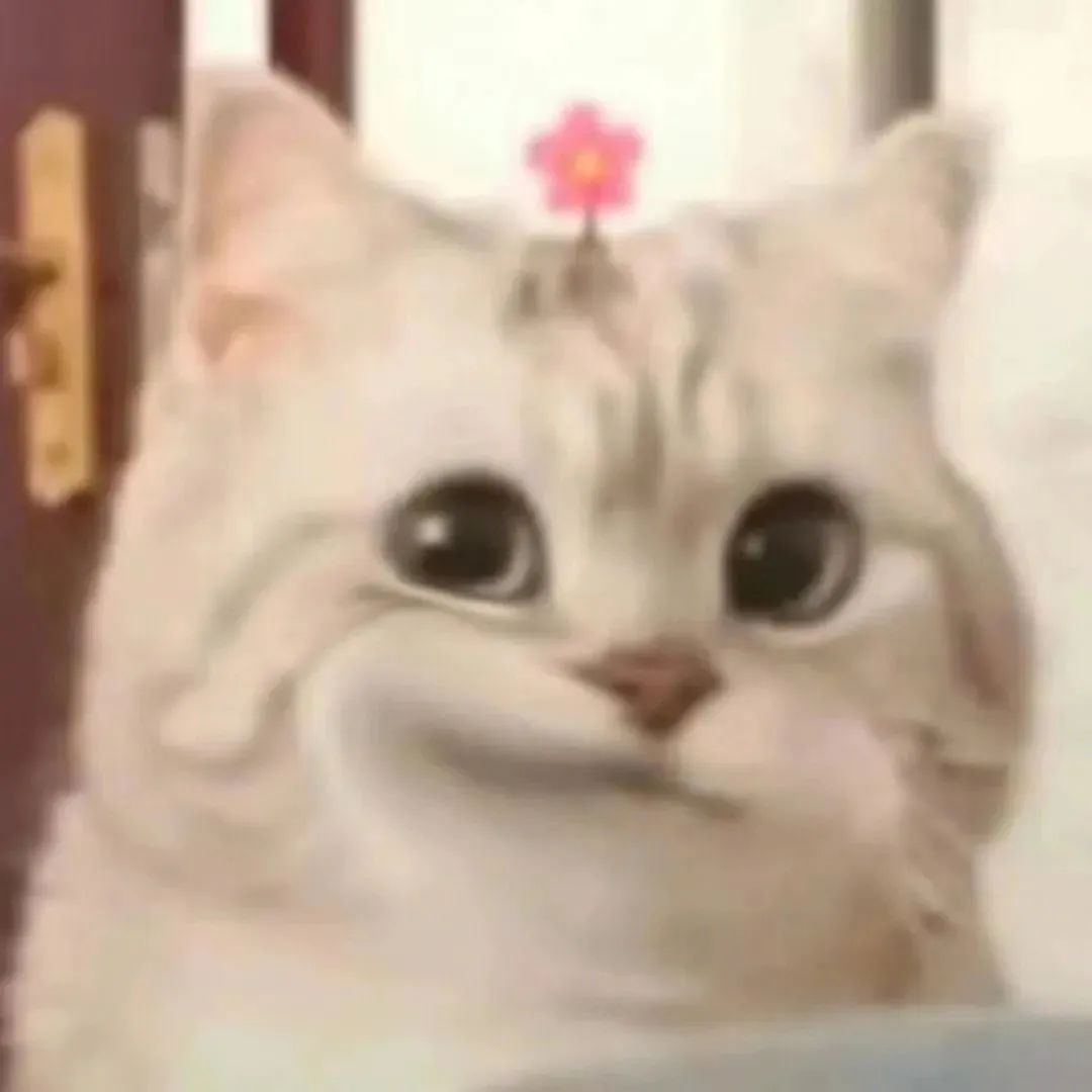 头上戴着粉花的猫咪,表情呆萌可爱,令人心生欢喜 小猫咪头上有朵花表情包表情包图片gif动图 - 求表情网,斗图从此不求人!