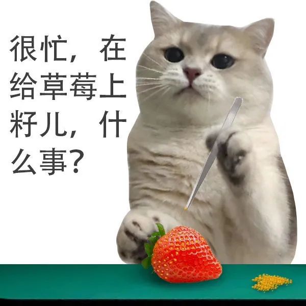 《很忙，在给草莓上籽儿的猫咪，专注又可爱》 猫咪表情包 | 猫猫很忙系列表情包ฅ表情包图片gif动图 - 求表情网,斗图从此不求人!
