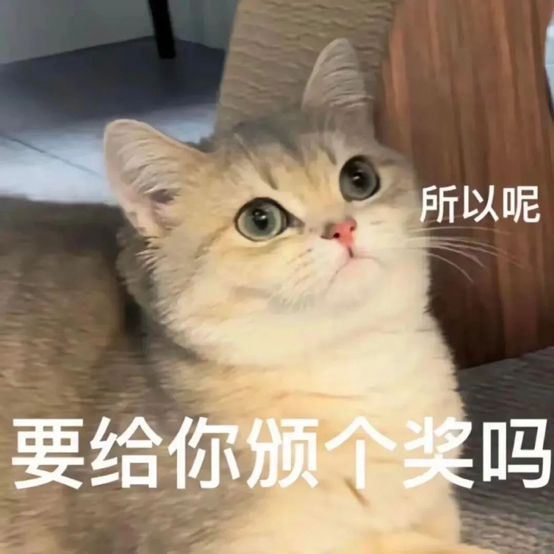 可爱猫咪表情包：“所以呢 要给你颁个奖吗”傲娇又有趣 表情包丨小猫表情包合集表情包图片gif动图 - 求表情网,斗图从此不求人!