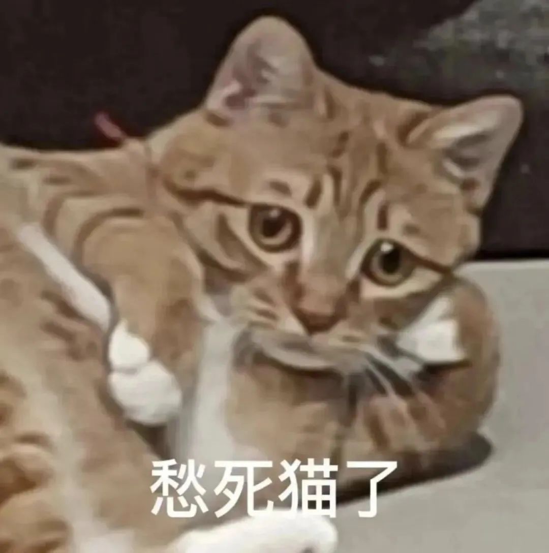 橘猫一脸忧愁的样子,配文“愁死猫了”,尽显无奈与惆怅 表情包丨小猫表情包合集表情包图片gif动图 - 求表情网,斗图从此不求人!