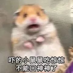 可爱小仓鼠被吓到,表情惊恐直呼“不能回神神了” 沙雕聊天表情包表情包图片gif动图 - 求表情网,斗图从此不求人!