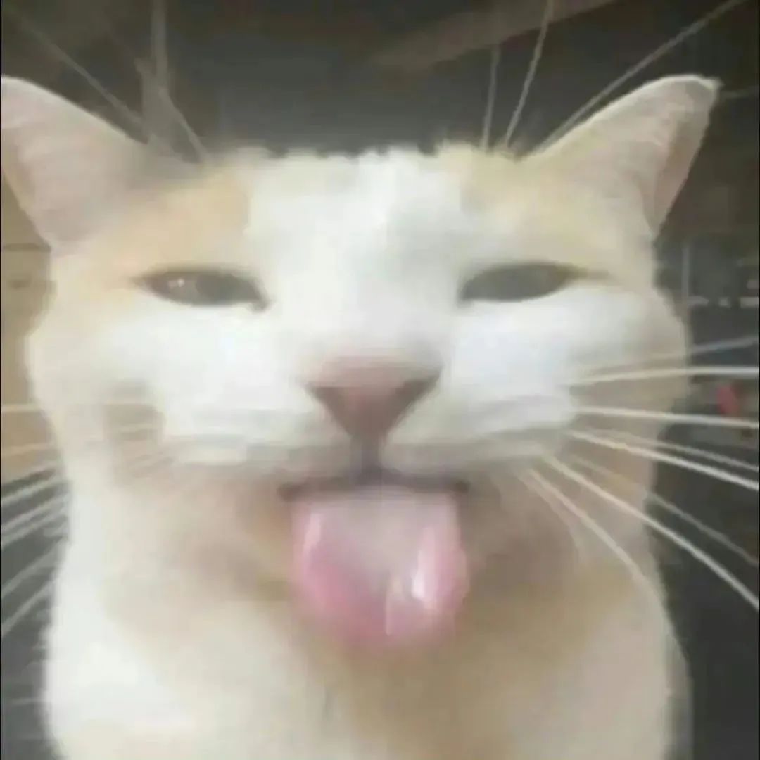 可爱猫咪吐舌卖萌,表情滑稽超搞笑 一些很难拒绝的表情包表情包图片gif动图 - 求表情网,斗图从此不求人!
