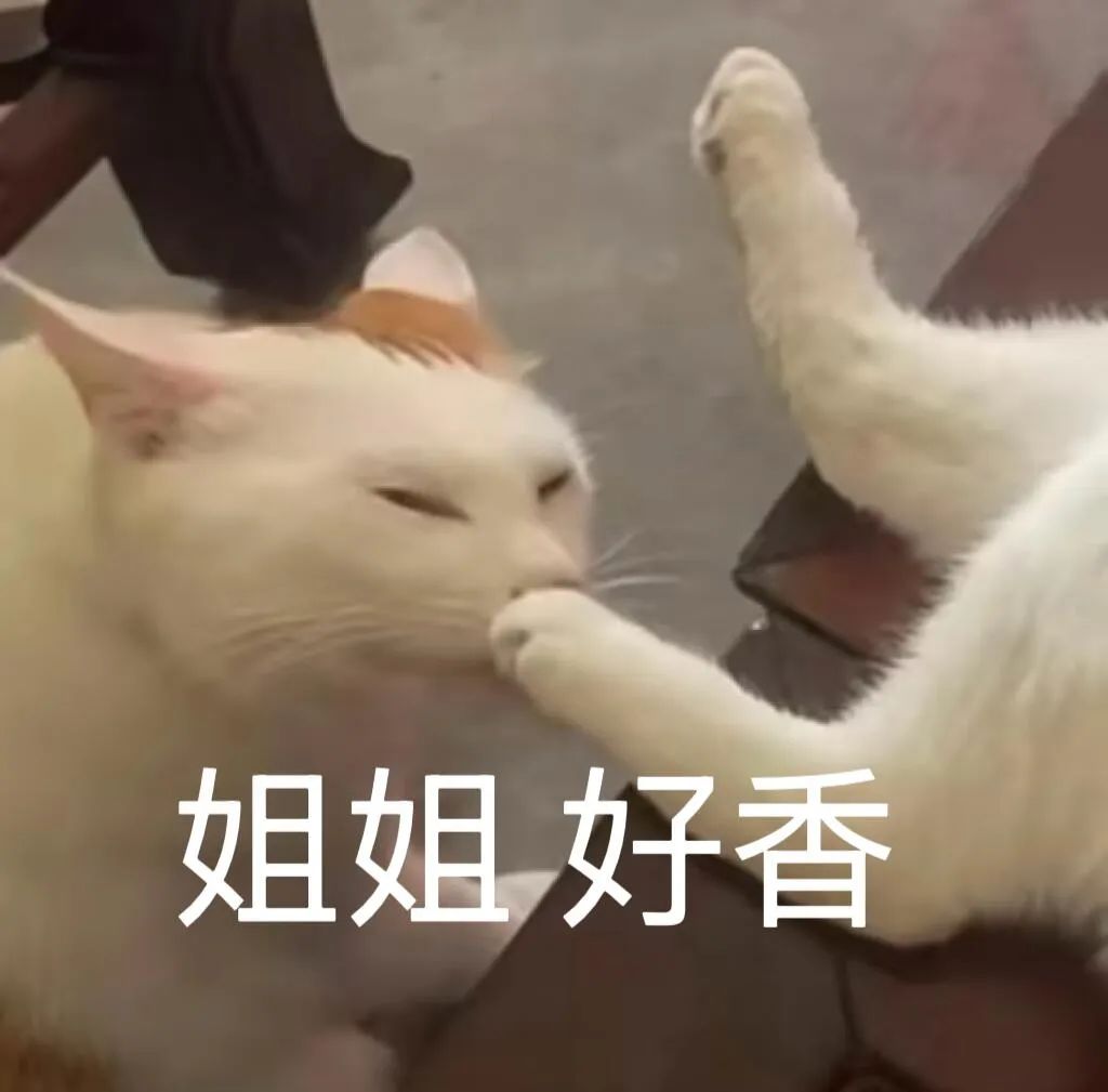 猫咪嗅闻另一只猫的脚并配文“姐姐 好香”,可爱又有趣的表情包 表情包丨收下哥的玫瑰花表情包图片gif动图 - 求表情网,斗图从此不求人!