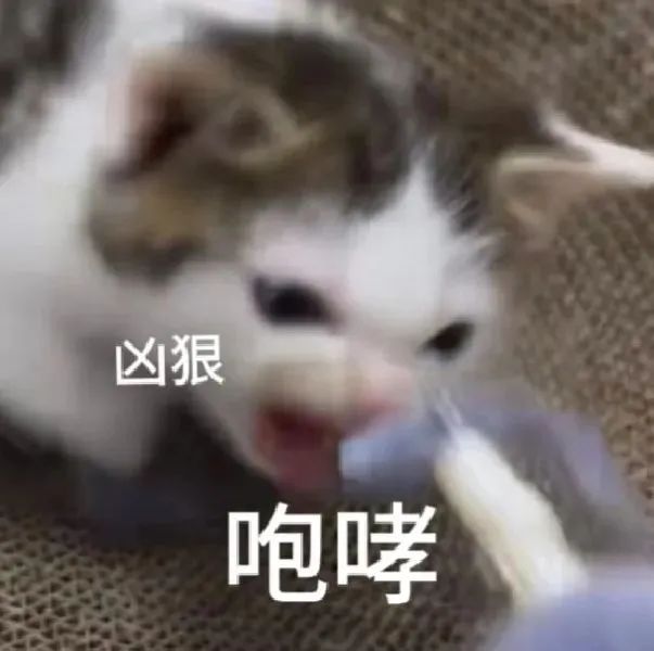 小猫表情凶狠咆哮,超凶模样尽显可爱与霸气 邪恶小鼻嘎表情包 | 猫咪表情包表情包图片gif动图 - 求表情网,斗图从此不求人!