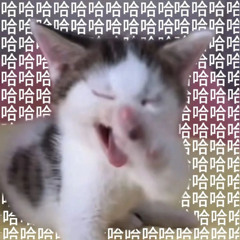 小猫眯着眼张嘴大笑,周围满是“哈哈哈”文字的超搞笑表情包 邪恶小鼻嘎表情包 | 猫咪表情包表情包图片gif动图 - 求表情网,斗图从此不求人!